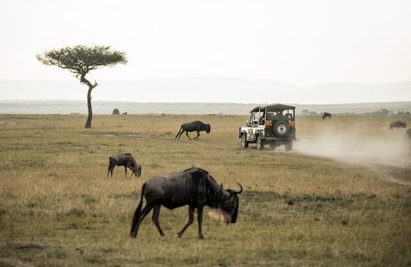 Comment organiser un safari-photo en Afrique : des moments inoubliables
